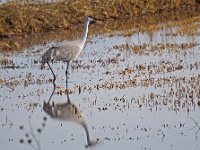 Sandhiill Crane